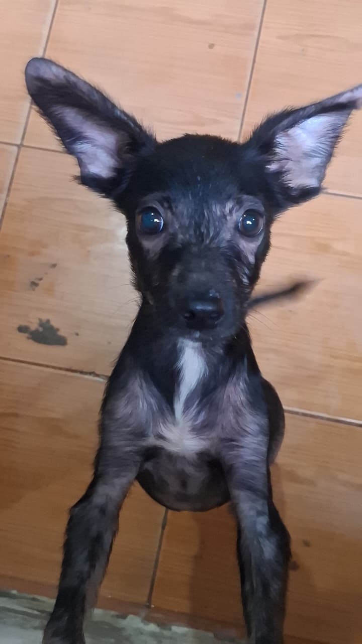 Foto de Pingo